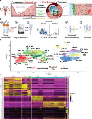 Uterine macrophages and NK cells exhibit population and gene-level changes after implantation but maintain pro-invasive properties